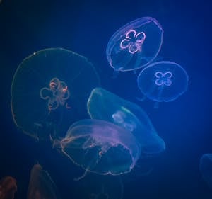 Mesmerizing image of translucent jellyfish gracefully floating in a deep blue underwater scene.